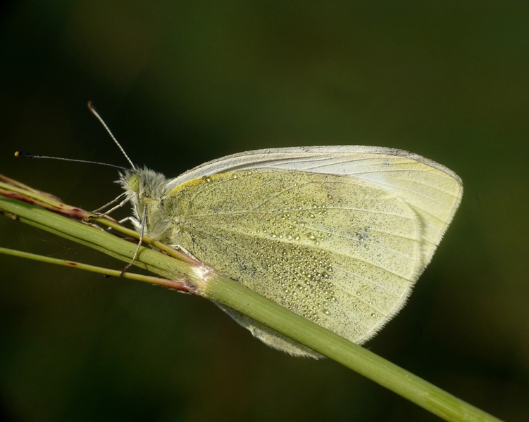 farfalla